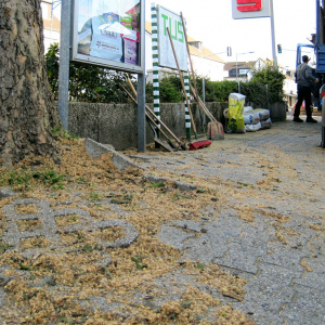 Auf dem Parkplatz wurde vor ca. 35 Jahren eine Platane gepflanzt.