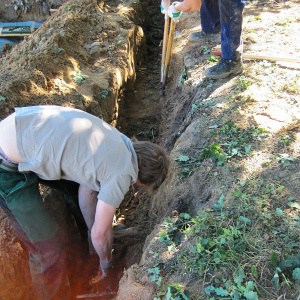 Im Zuge einer Abgrabung müssen Bäume im Vorfeld geschützt werden. Bäume reagieren empfindlich auf Veränderungen der Bodenfeuchte und Beschädigungen der Wurzeln.