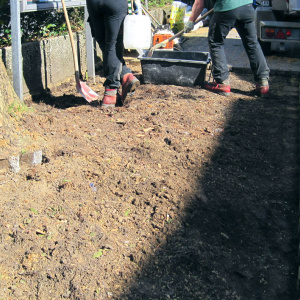 Die falsche Baumart, am falschen Platz. Dem Baum wurde kein Raum für seine Wurzeln gelassen. Es heben sich die Steine, Stolperfallen entstehen und Autos können beschädigt werden.