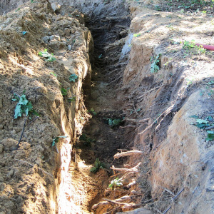 Außerhalb des Traufes werden die Wurzeln in Handarbeit freigelegt, beschnitten und der Graben mit einem Baumsubstrat verfüllt.