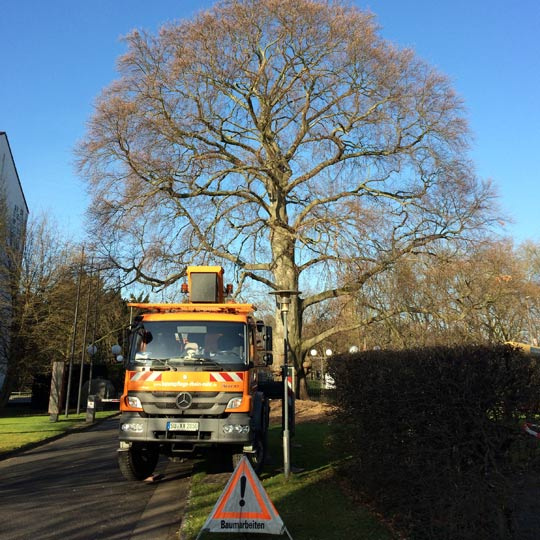 Baumfällung