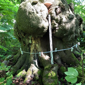 Trotz des Befalls mit Brandkrustenpilzes, kompensiert der Baum noch gut.