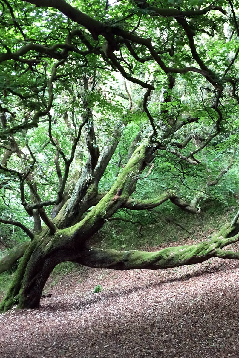Baumpflege Rhein-Ruhr GmbH & Co. KG