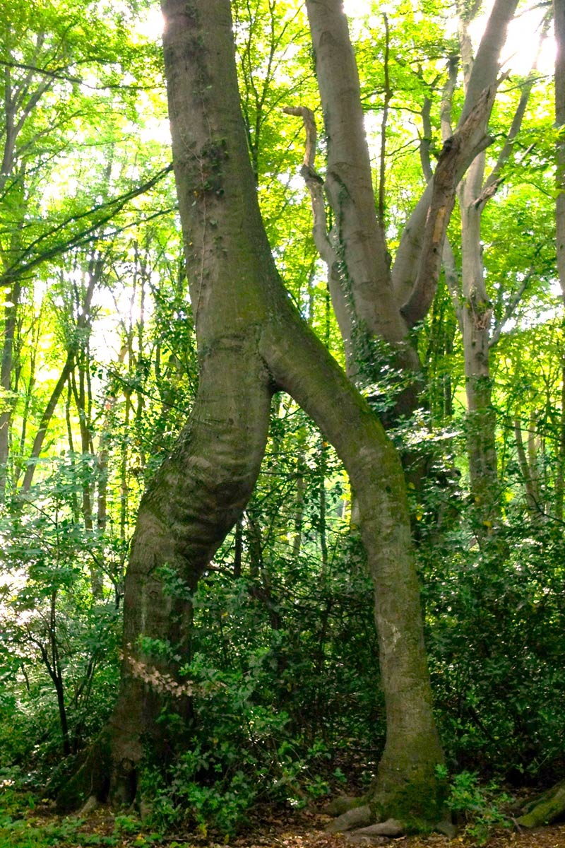 Baumpflege Rhein-Ruhr GmbH & Co. KG