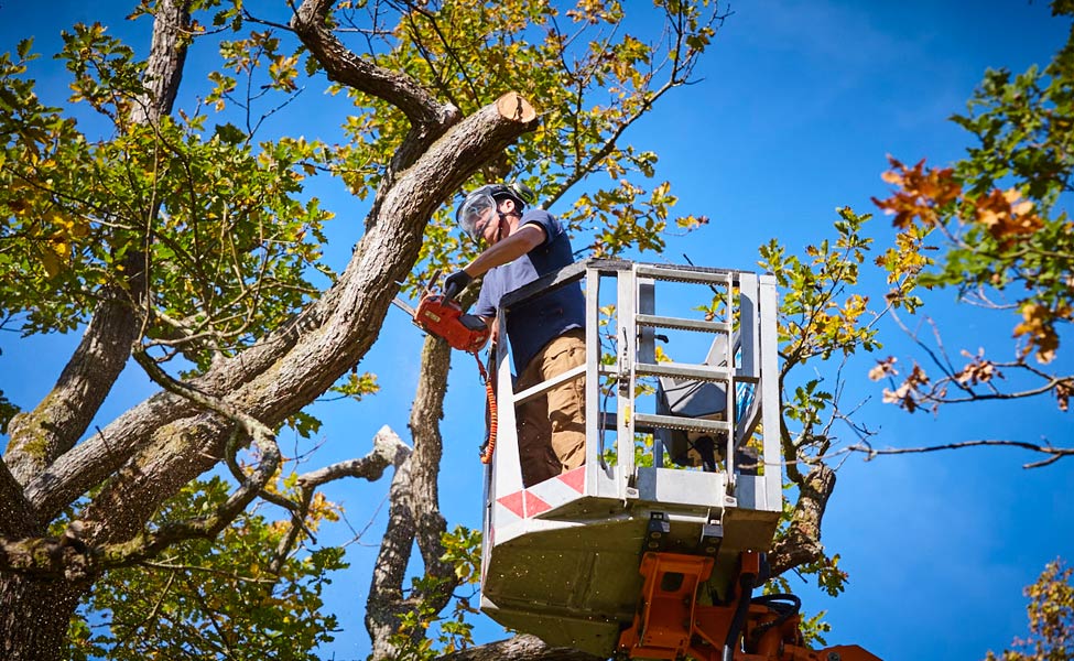 Baumfällung: Baumpflege Rhein-Ruhr GmbH & Co. KG