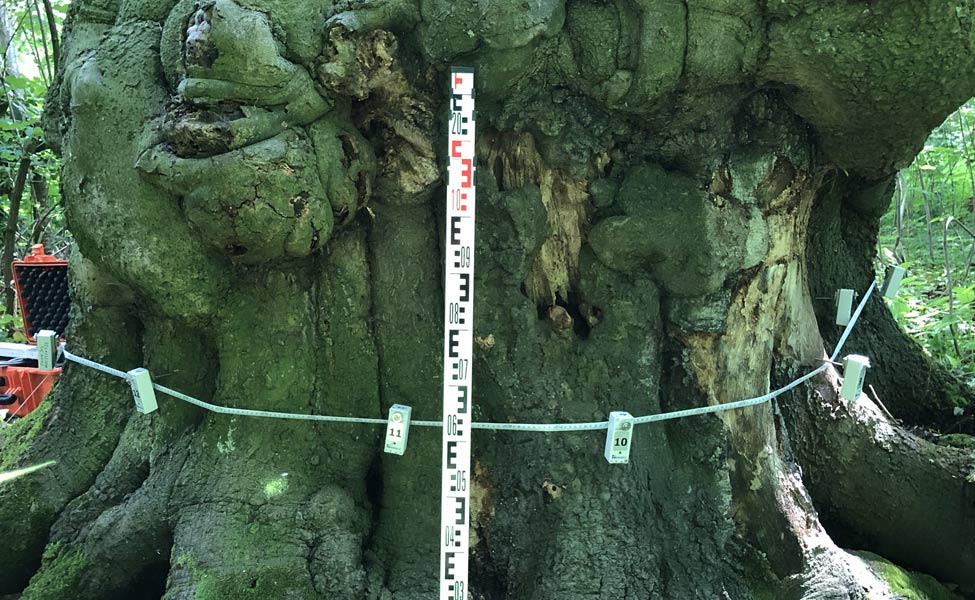 Sachverständigentätigkeit: Baumpflege Rhein-Ruhr GmbH & Co. KG